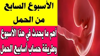 الأسبوع السابع من الحمل أعراض الحمل في الأسبوع السابع وطريقة حساب أسابيع الحمل 