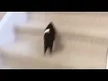 I Must Go My People Need Me