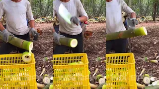 how to cutting bamboo shoot professional p211
