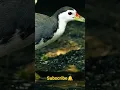 Download Lagu white breasted waterhen bird sound