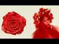 Kali Uchis - I Wish You Roses (Lyrics)