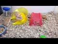 Petco Hamsters