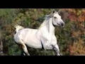 Download Lagu Wildfire - Lyrics - Michael Martin Murphey