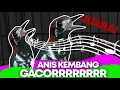 Suara Isian Anis Kembang Gacor Ngerol Pancingan Maut Burung Pemula Durasi Panjang