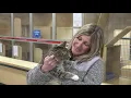 Adopt and Volunteer at PetSmart