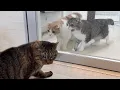 Download Lagu 新入り猫と先住猫が思わぬ形で初対面したらまさかのこうなっちゃいました…