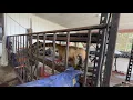 A WILD morning wakeup call - coatimundi in a garage In Florida