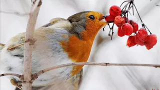 جميع اصوات طائر ابو الحناء الاوربي Voice European Robin 