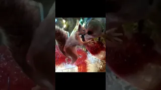 New Year S Series 2 Shorts 