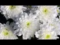 庭の千草 （日本の童謡唱歌）