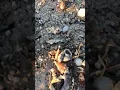 Treasure Island Florida 2018 Red Tide killed everything