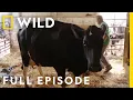 Emergency Labor Full Episode The Incredible Dr Pol