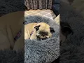 Pangpang the Pug snoring loud Dog sounds