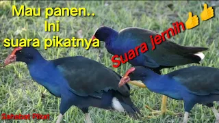 Download Suara pikat burung mandar biru#pikatburungmandar MP3