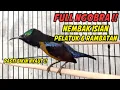 Lagu KONIN GACOR FULL NEMBAK ISIAN RAMBATAN BREN PANJANG, COCOK BUAT PANCINGAN KOLIBRI NINJA BIAR GACOR
