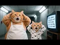 Download Lagu Ginger Kitten \u0026 Mama Cat Build a Bunker to Hide from Aliens After Falling for a TV Prank 👽📺