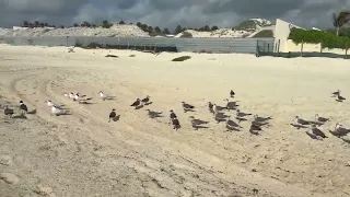              دندنها