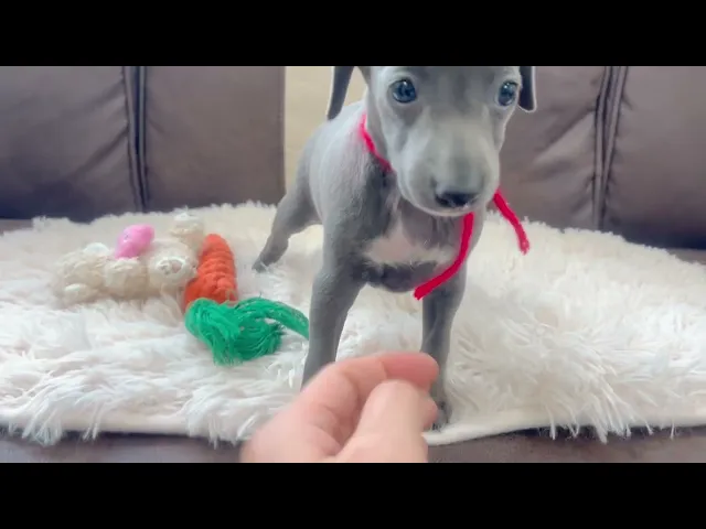 動画