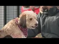 K9 Garden opens in The Grove