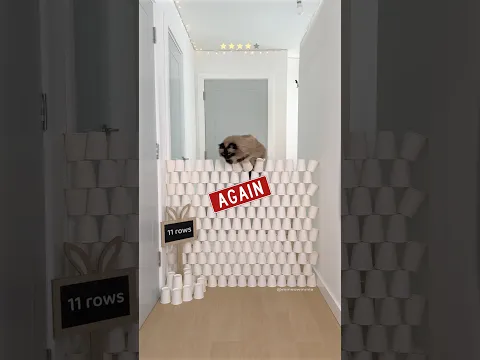 Jerrie’s new paper cup wall record 🍪🐻🤎 11 rows of paper cups 🤎