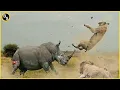 Download Lagu Most BRUTAL Rhino Attacks Caught on Camera !!