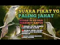 Download Lagu AUDIO PIKAT JAHAT CUCAK KOMBO/KECIAL KOMBOK DI JAMIN TURUN