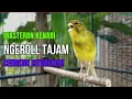 Download Lagu SUARA BURUNG Kenari GACOR PANJANG INI Cocok untuk Masteran KENARI PAUD dan Kenari Macet BUNYI |