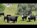 Wagner Cattle