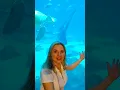 Download Lagu Fun times🐟🐟🦈