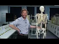 Inleiding tot skeletanatomie