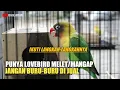 Download Lagu Novi banjarnegara berbagi ilmu soal lovebird mangap sampai berhasil bunyi di lapangan