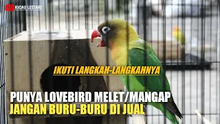 Download Novi banjarnegara berbagi ilmu soal lovebird mangap sampai berhasil bunyi di lapangan MP3