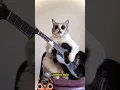 Download Lagu Kucing lucu main gitar #kucing #cat #shorts #fyp