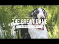 GENTLE GIANT ALERT The Surprising Truth About Great Danes
