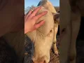 Download Lagu Cute Cow Loves To Be Pet! - He Acts Like A Friendly Dog