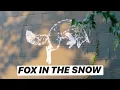 Fox in the Snow Cafe l Columbus Ohio