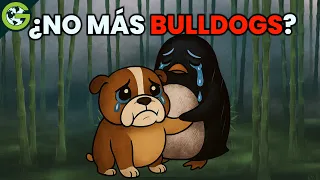¿Deberíamos dejar de CRIAR al BULLDOG Inglés? 🐶