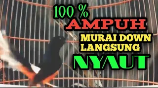 masteran murai batu gacor ampuh buat pancingan murai down jadi nyaut emosi sampai bongkar isian