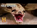 Rise of the Super Snakes Swamp People Serpent Invasion S1 E4 Full Episode History