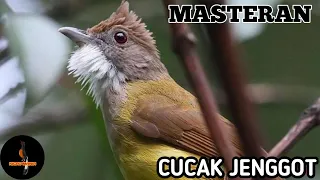 masteran cucak jenggot dengan jeda 1 2 menit