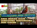 Download Lagu ANIS MERAH NGEPLONG PALING CEPAT DIRESPON UNTUK PANCINGAN ANIS MERAH  #anismerahgacor