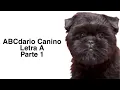 Download Lagu 👉 Tipos y razas de perros: Affenpinscher, Lebrel afgano, Aidi, Airedale Terrier Letra A parte 1