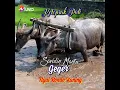 Download Lagu Ketoprak Pati Saridin Mantu/Nyai Rondo Kuning @pandawapituchannel9238 #ketoprak #dagelan #hiburan