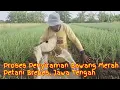 Begini Petani Brebes Menyiram Bawang Merah 20 HST