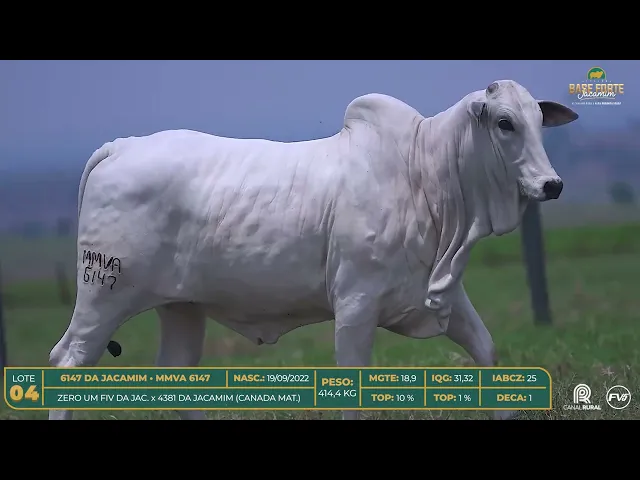 Novilha Nelore MMVA-6147