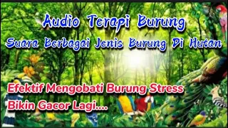 Download Audio Terapi Burung - Suara Hutan MP3