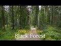 Lagu Beautiful Forest Walk in Black Forest Germany • Calming Forest Sounds • Relaxing Forest Video