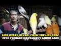 Lagu STOK TERBARU MENYAMBUT TAHUN BARU DIKIOS BAJANG PASAR BURUNG PRAMUKA TERBARU HARI INI