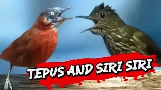 siri siri dan tepus kepala abu gacor untuk masteran 