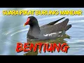 Download Lagu SUARA PIKAT BURUNG MANDAR / BENTIUNG